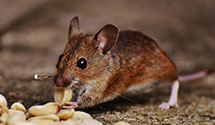 24 Hour & Emergency Exterminators in Olathe, KS